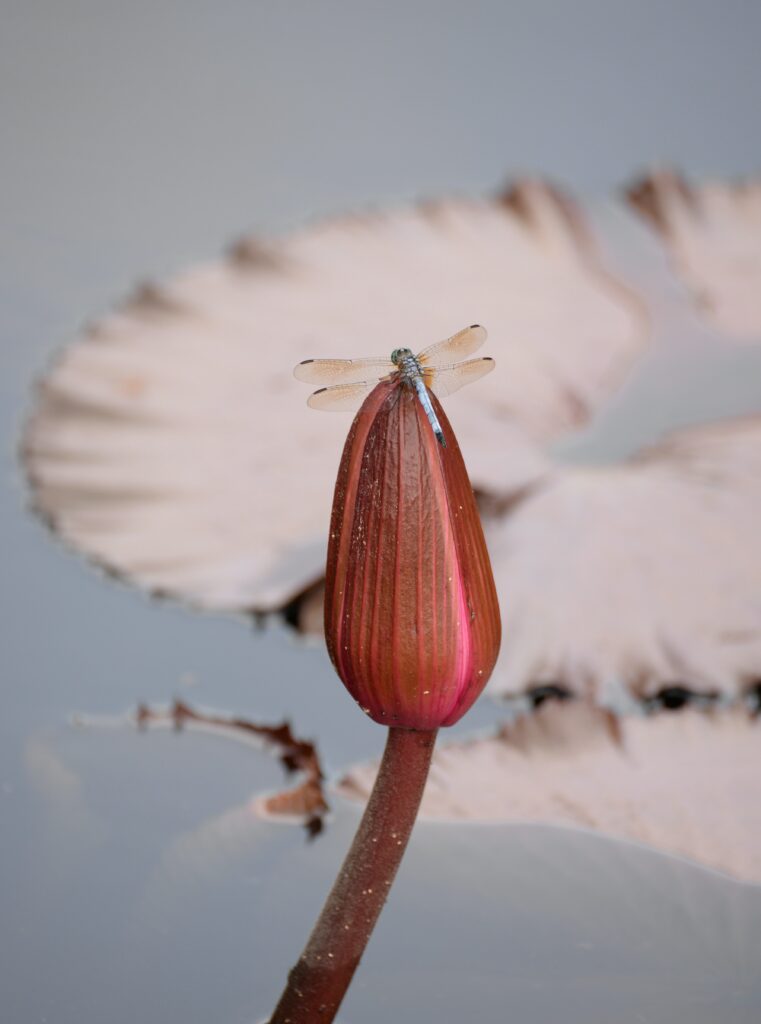 Serene Dragonfly on Lotus Bud: Tranquil Water Background Wallpaper