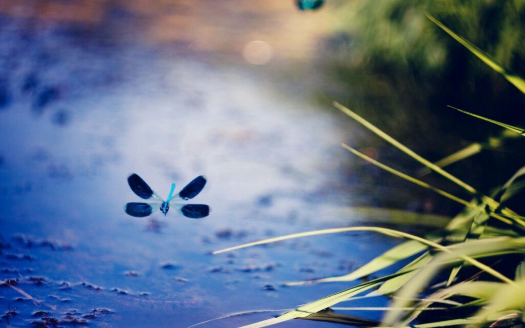Vibrant Dragonfly Wallpaper: Serene Nature Scene with Reflective Water