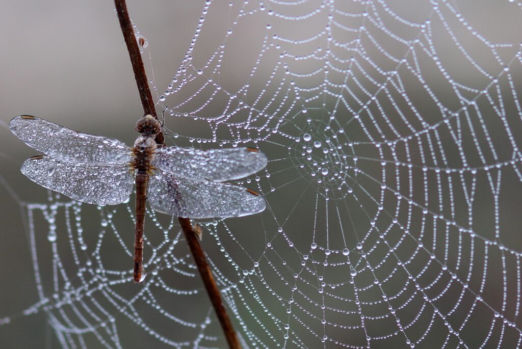 Serene Dragonfly on Branch & Ice-Dotted Spider Web Wallpaper