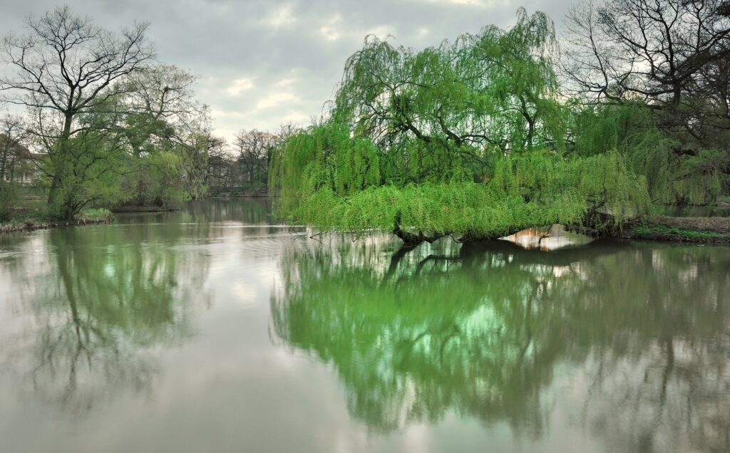 Peaceful Dresden park with calm lake and lush spring trees reflecting on still water wallpaper