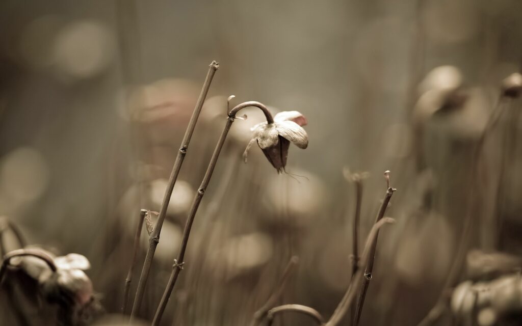 “Calm Dry Flower Wallpaper: Serene Grassy Field Background”