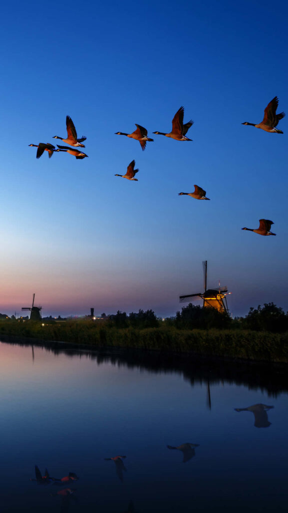 Serene Evening Sky with Flying Ducks and Rustic Windmill Wallpaper