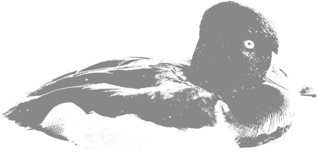Elegant Duck Silhouette Wallpaper: Serenity on Water Background