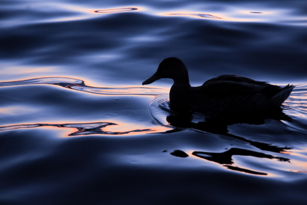 Serene Duck Silhouette Wallpaper on Dark Rippling Water Background
