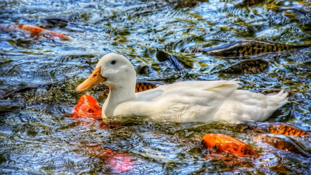 Serene White Duck Swimming Among Colorful Fish - Vibrant Wallpaper