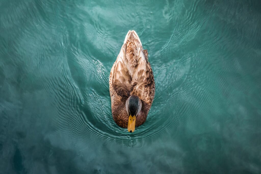 Serene Duck Swimming on Calm Turquoise Waters - Tranquil Wallpaper