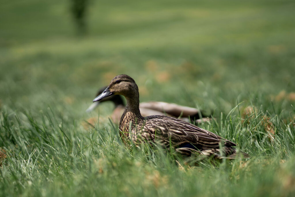 Serene Duck Basking in the Sun by Water’s Edge: Peaceful Nature Scene Wallpaper