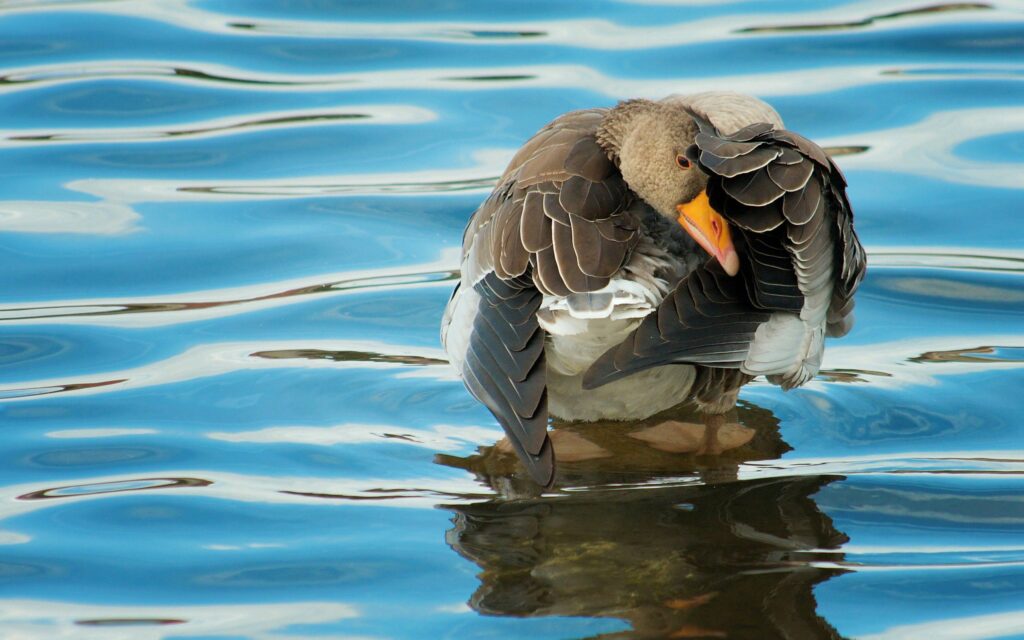 Serene Duck Wallpaper: Graceful Preening on Calm River Reflections
