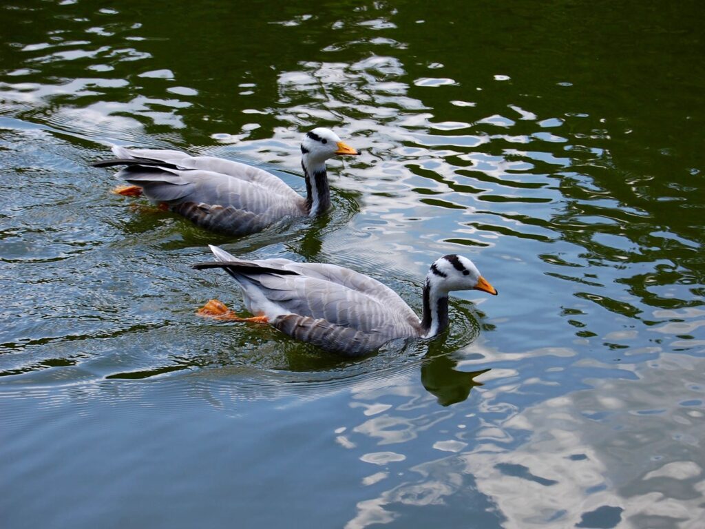 Serene Ducks Swimming in Rippling Water: Tranquil Nature Wallpaper