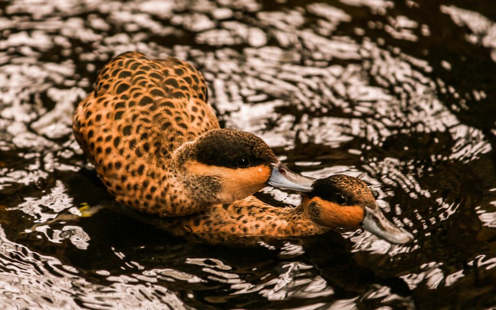 Serene Wallpaper: Ducks Swimming Gracefully on Water Background