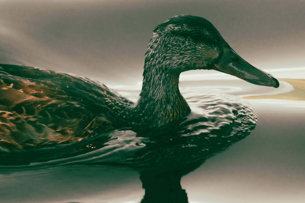 Serene Duck Wallpaper: Graceful Nature Background for Your Screen