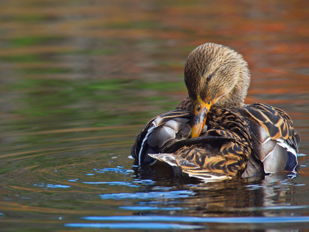 Serene Duck Preening on Calm Water - Beautiful Nature Wallpaper
