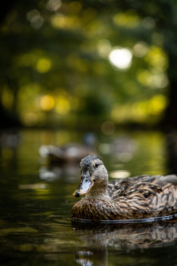 Tranquil Duck Floating on Calm Lake – Serene Nature Wallpaper