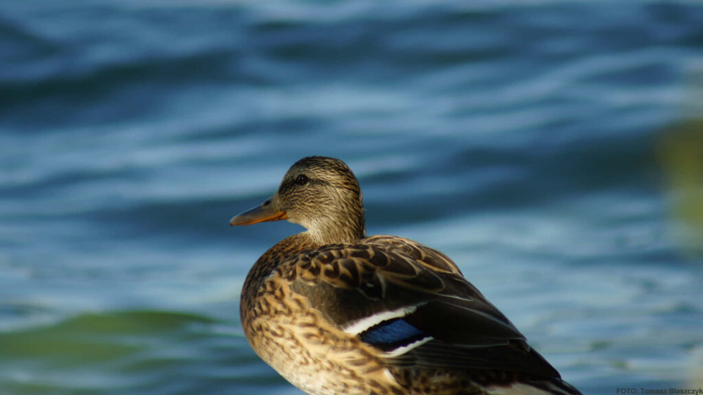 Tranquil Duck Wallpaper: Serene Scene Over Calm Water Background