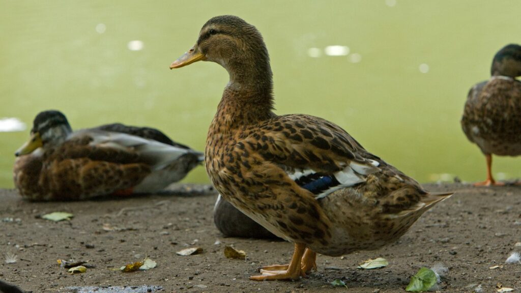 Serene Duck Wallpaper: Vibrant Feathers by Tranquil Waters