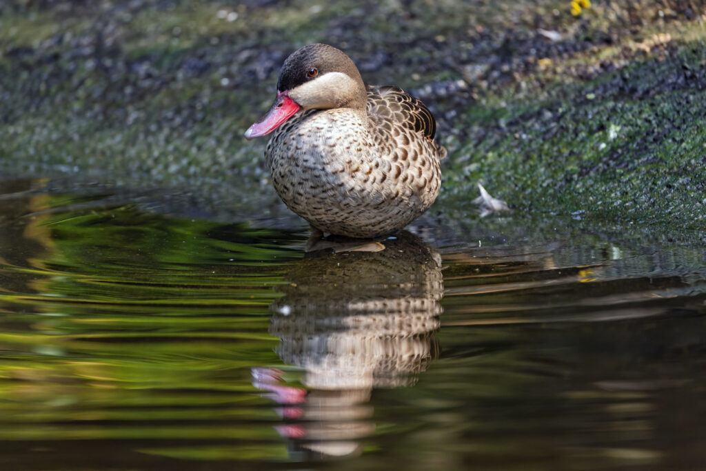 Serene Duck Pond Wallpaper: Tranquil Reflection & Lush Nature