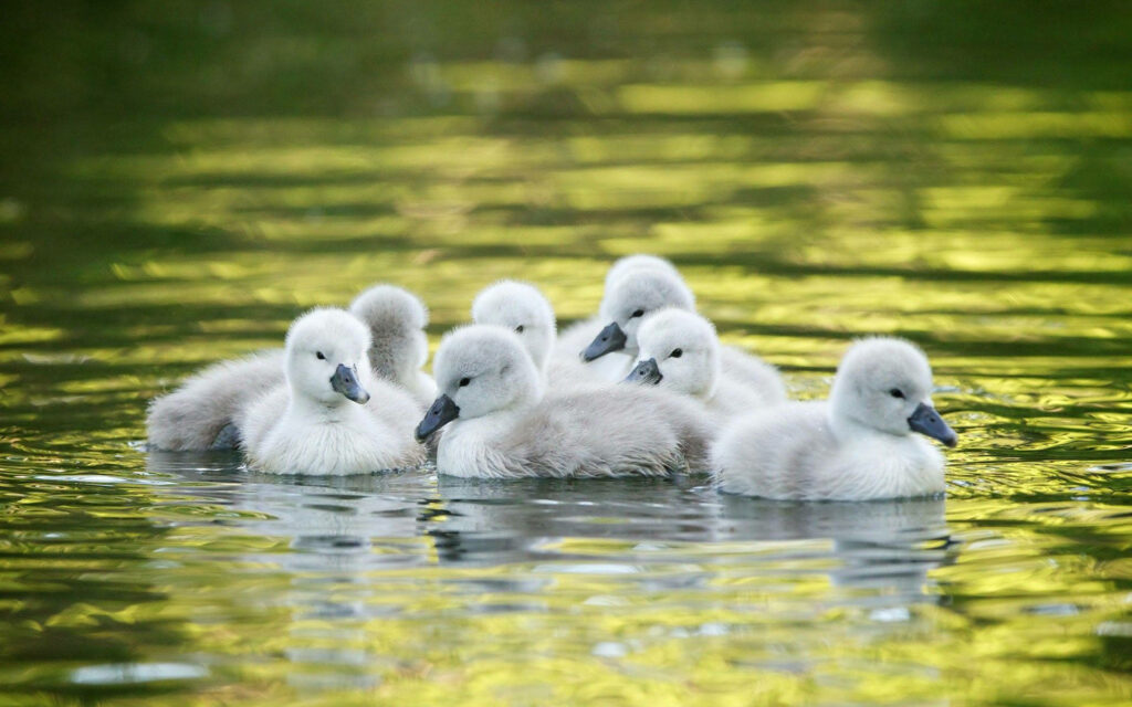 Serene Ducklings on Tranquil Water | Nature Wallpaper Background