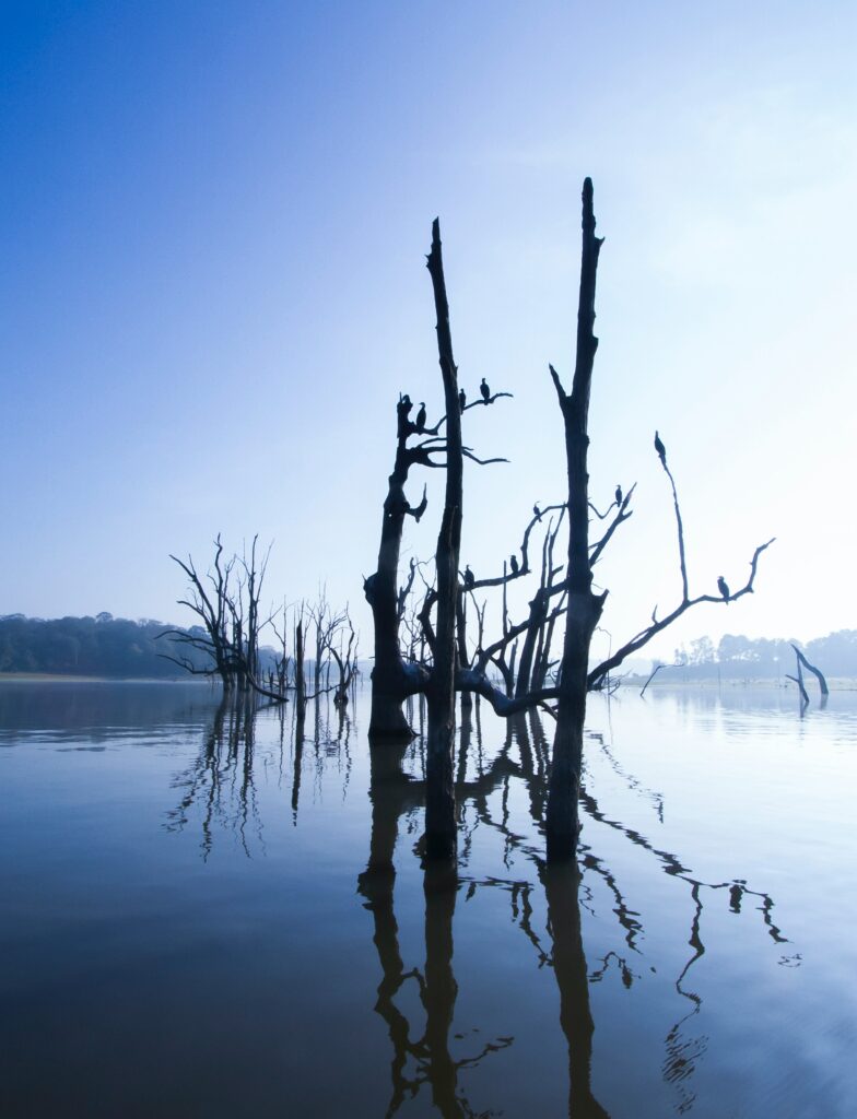 Calm lake at dawn with bare tree silhouettes reflected in still water serene blue wallpaper background