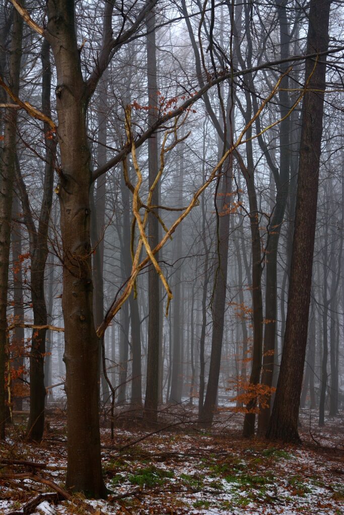 Serene forest wallpaper with tall trees foggy early spring scene and patches of melting snow ground