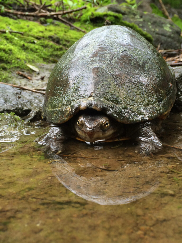 Eastern Musk Turtle in Tranquil Shallow Water - Serene Nature Wallpaper