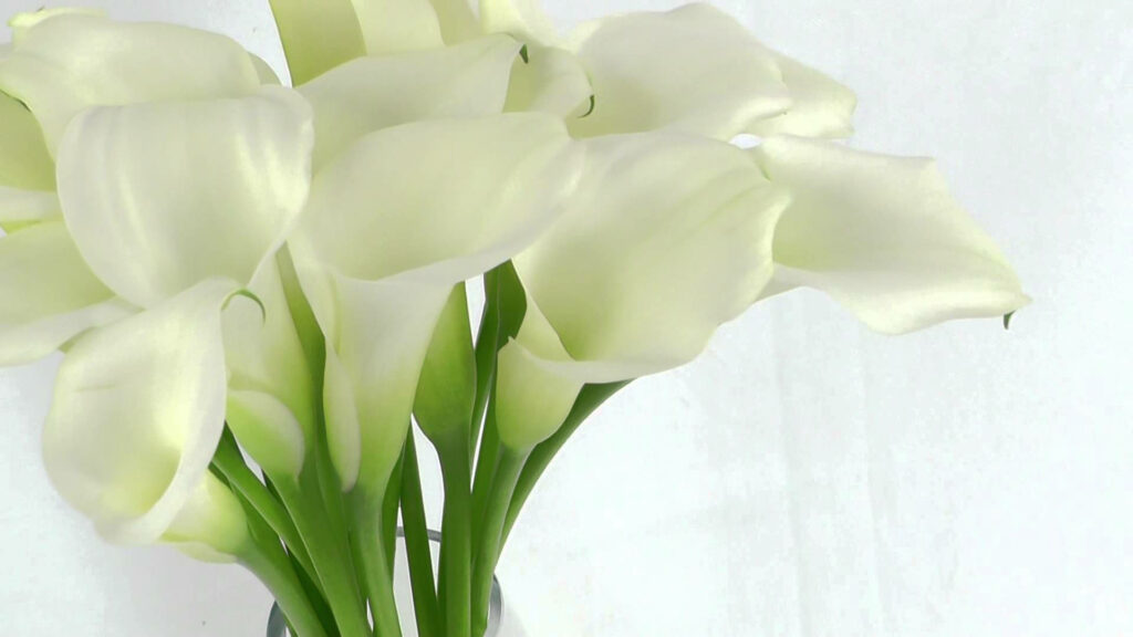 Blooming Elegance: A Captivating Snapshot of Delicate White Lily Flowers Adorning a Serene, Ivory Backdrop Wallpaper