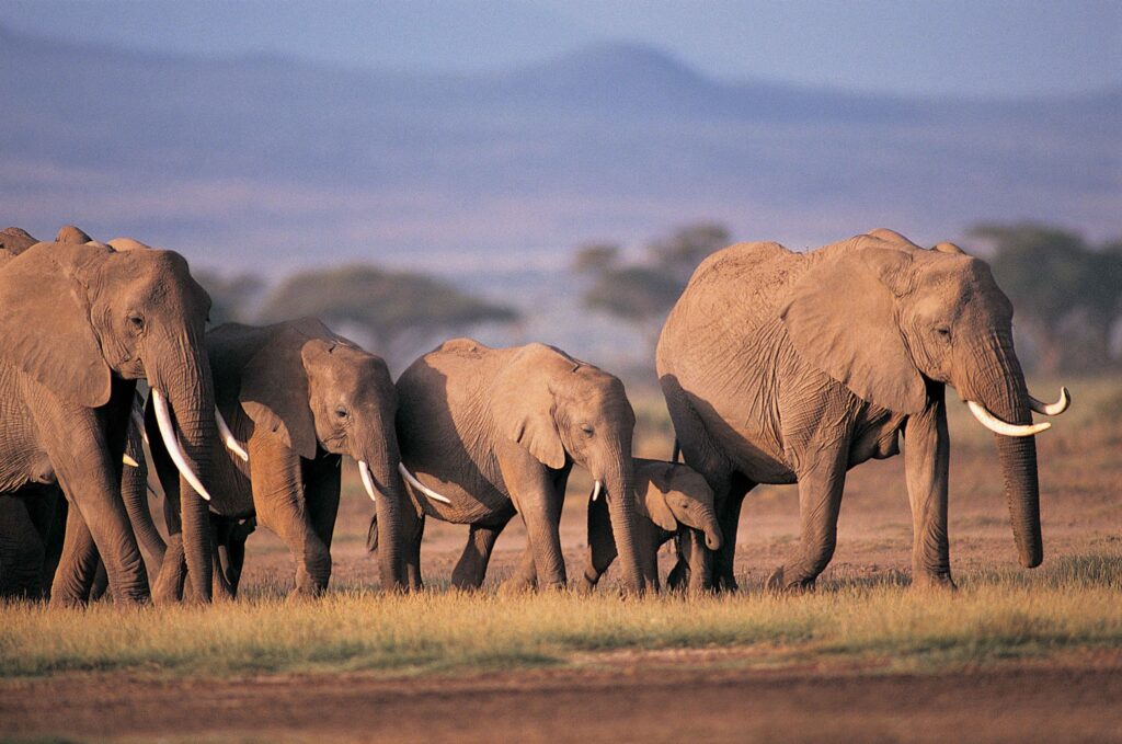 Serene Elephant Family Walking in Nature - Grassy Landscape Wallpaper