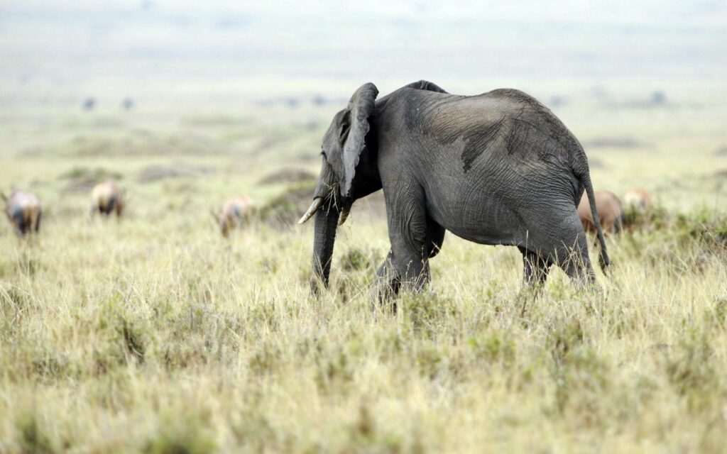 Serene Elephant Wallpaper: Tranquil Nature Scene in Grassy Field