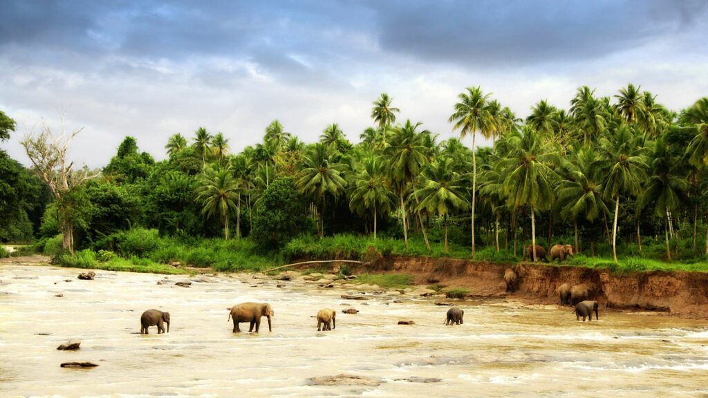 Tranquil Elephant River Scene Wallpaper with Lush Palm Trees
