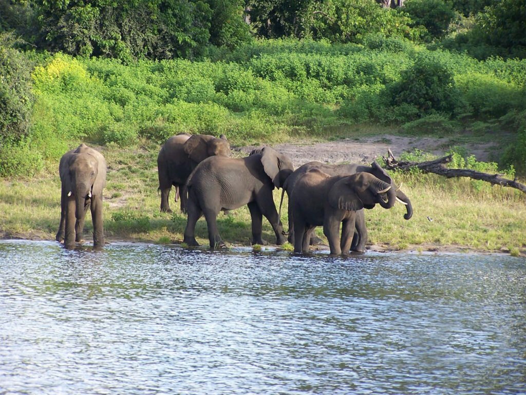 Serene Elephants by Riverside: Tranquil African Wildlife Wallpaper