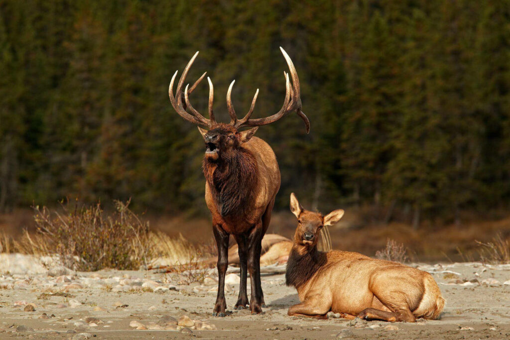 Tranquil Elk Scene Wallpaper: Sunlit Forest Serenity