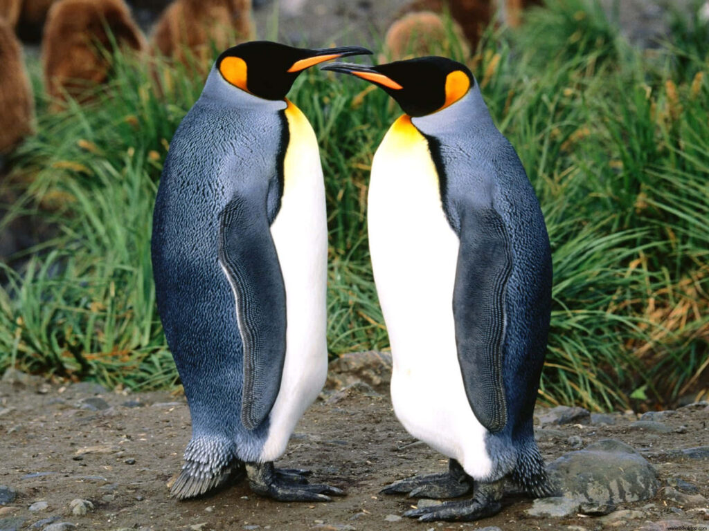 Emperor Penguins Against Serene Natural Background Wallpaper