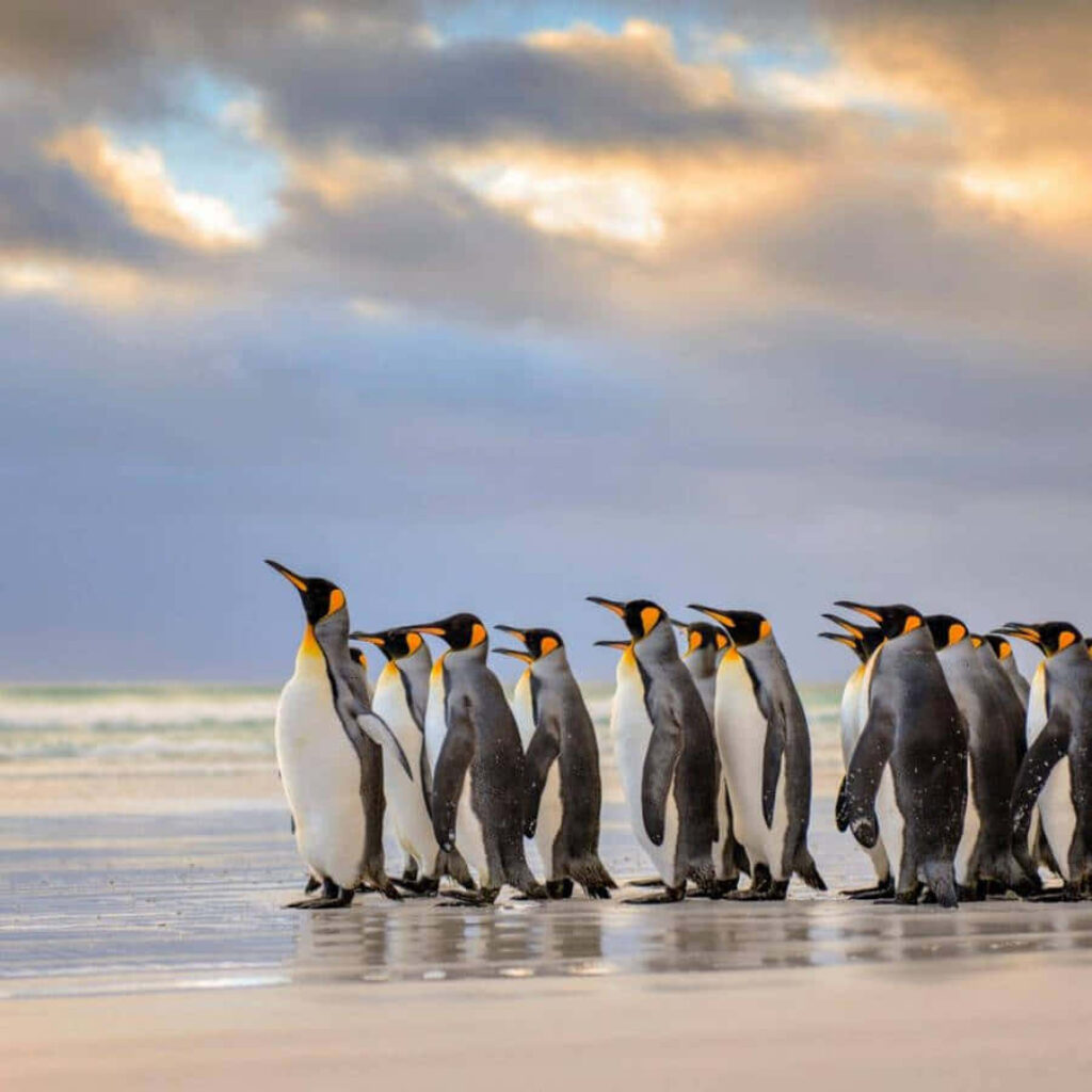 Serene Emperor Penguins on Beach with Dramatic Sky - Nature Wallpaper