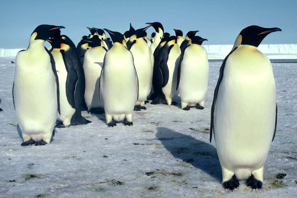 Serene Emperor Penguins on Icy Landscape - Antarctic Background Wallpaper