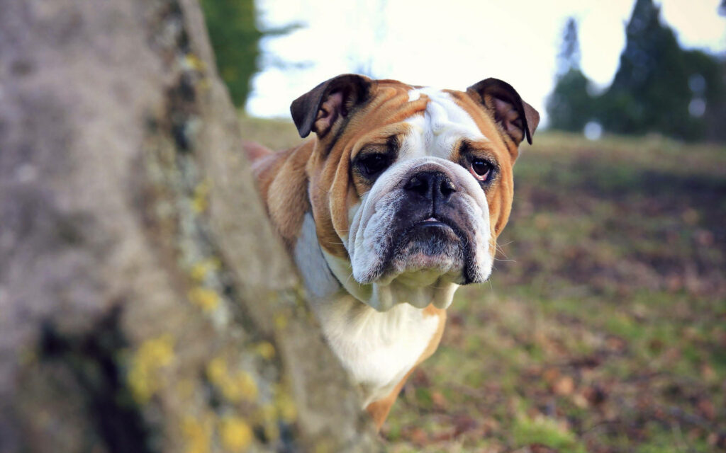 Serene English Bulldog Wallpaper in Rustic Outdoor Setting