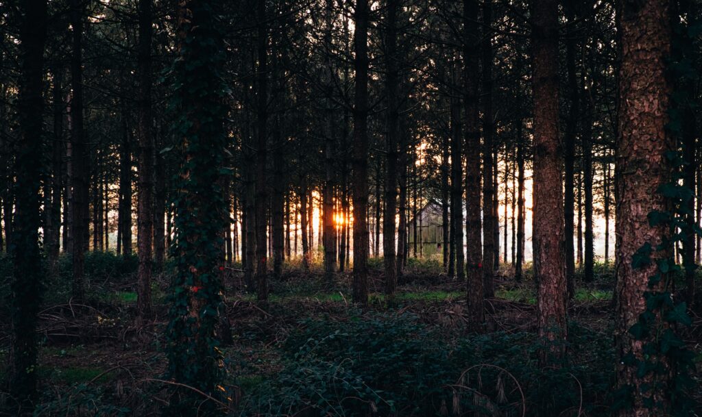 Evening forest wallpaper with tall trees and warm sunlight casting shadows on lush grass