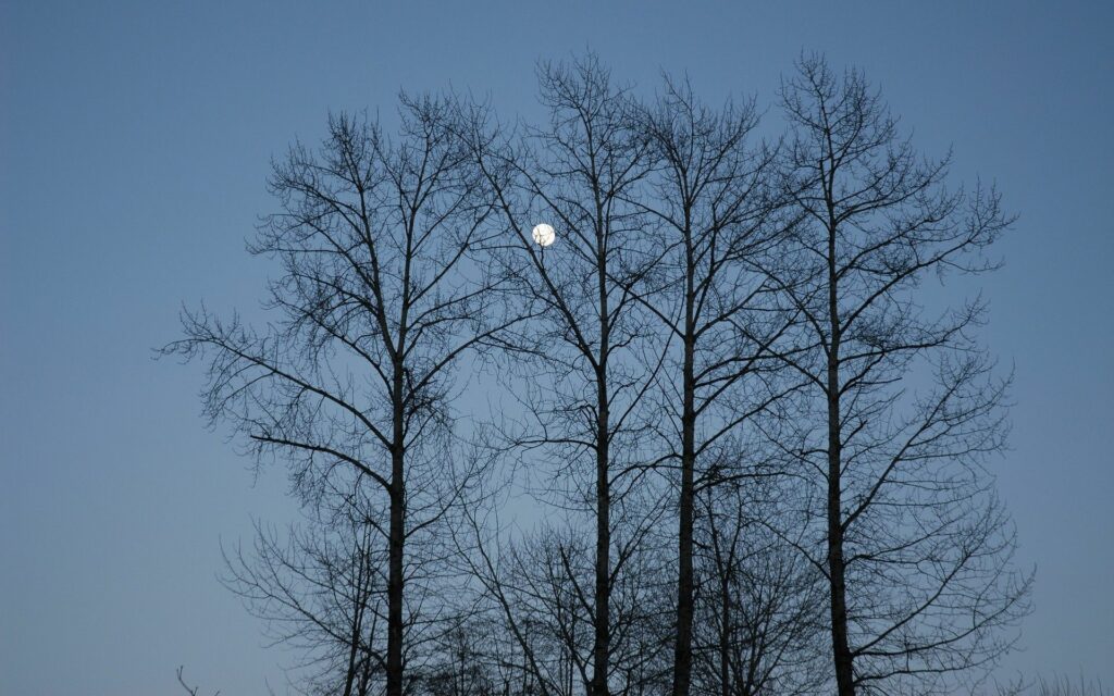 Peaceful evening wallpaper with bare tree branches and glowing full moon against blue sky