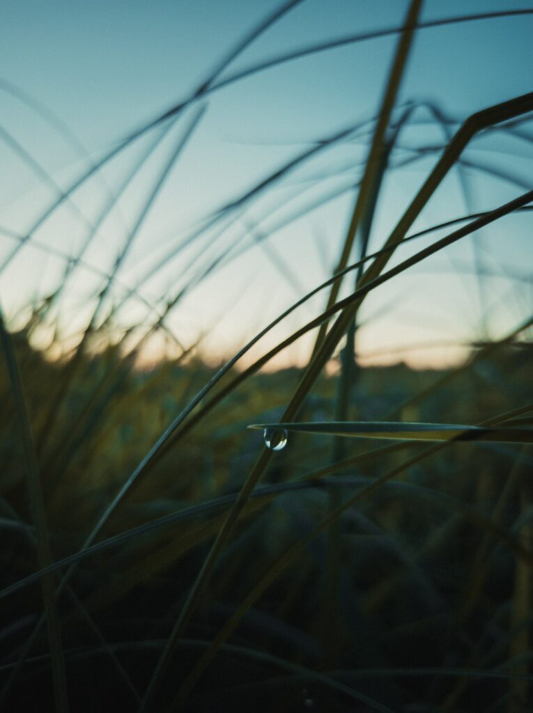 Serene Grass Blades with Dew Drop - Evening Light Wallpaper Background