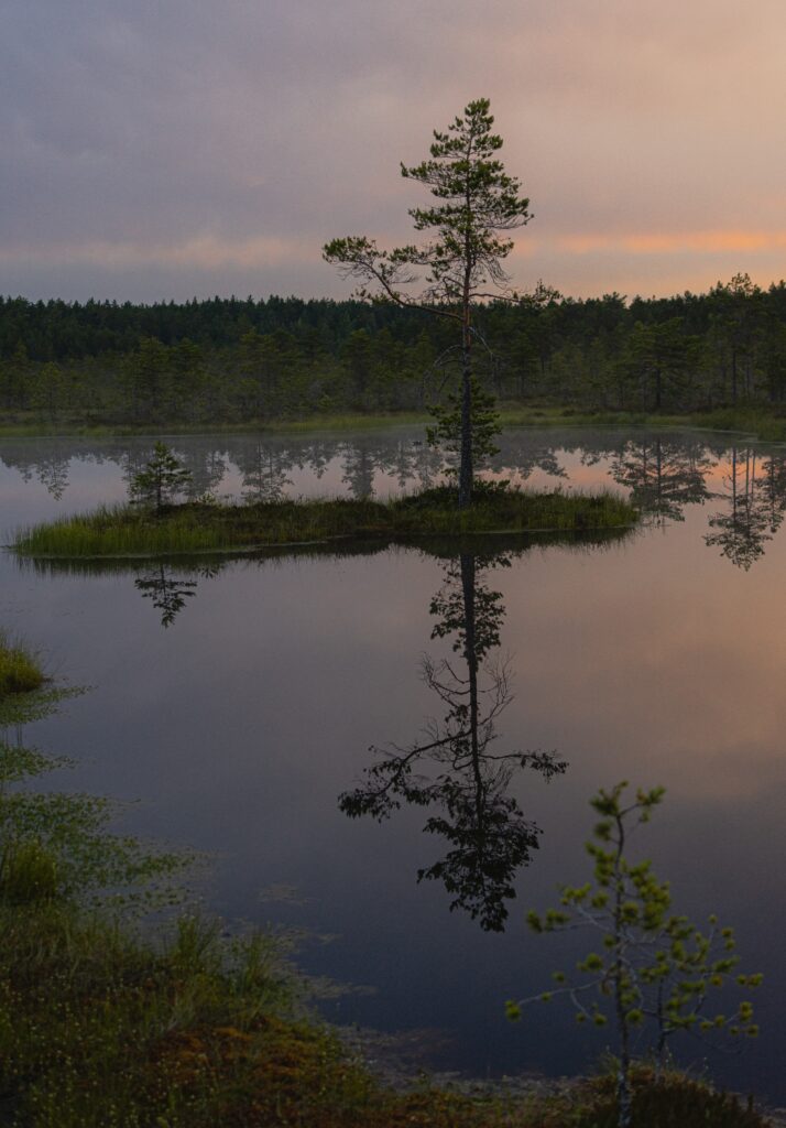 Serene evening lake with lone tree reflection lush greenery twilight forest wallpaper background