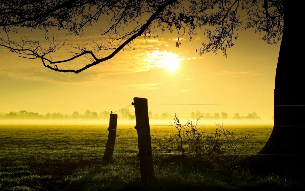 Serene evening landscape with setting sun foggy field silhouetted trees wooden fence peaceful wallpaper