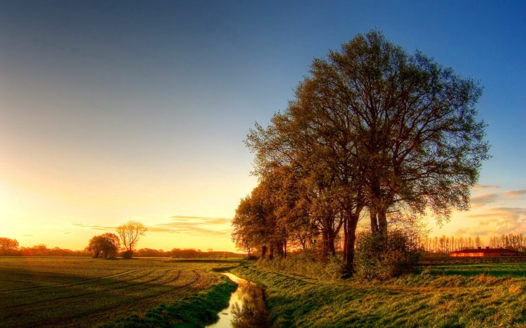 Serene evening countryside with tall trees by water channel and golden light casting shadows Wallpaper