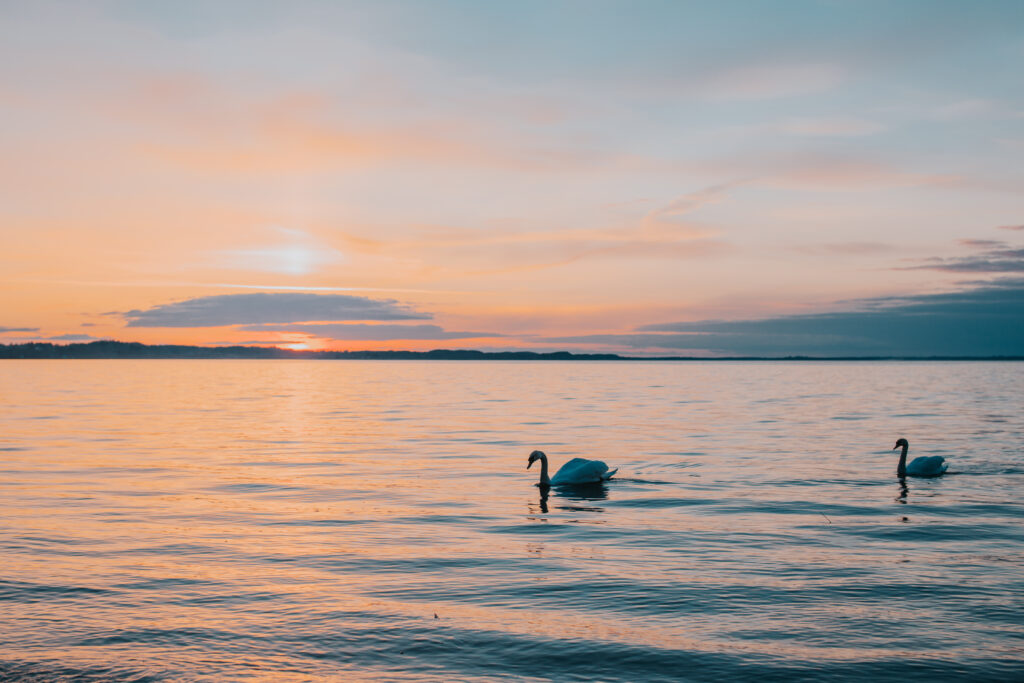 Serene Sea Wallpaper: Swans at Sunset with Tranquil Colors