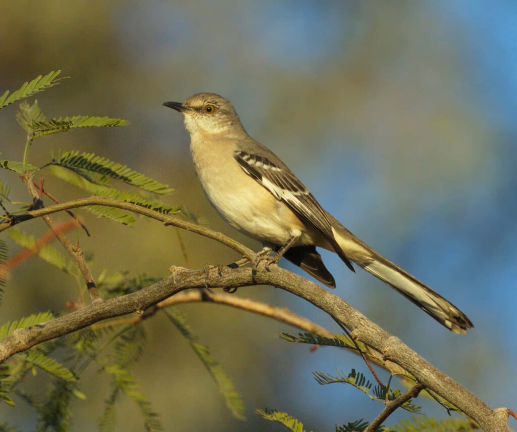 “Serene Evening Sky Wallpaper with Tranquil Mockingbird on Branch”