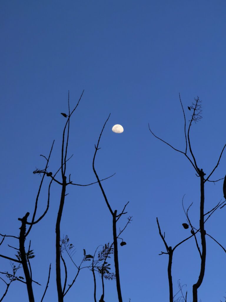 Serene evening sky with glowing moon above silhouetted tree branches minimalist wallpaper background