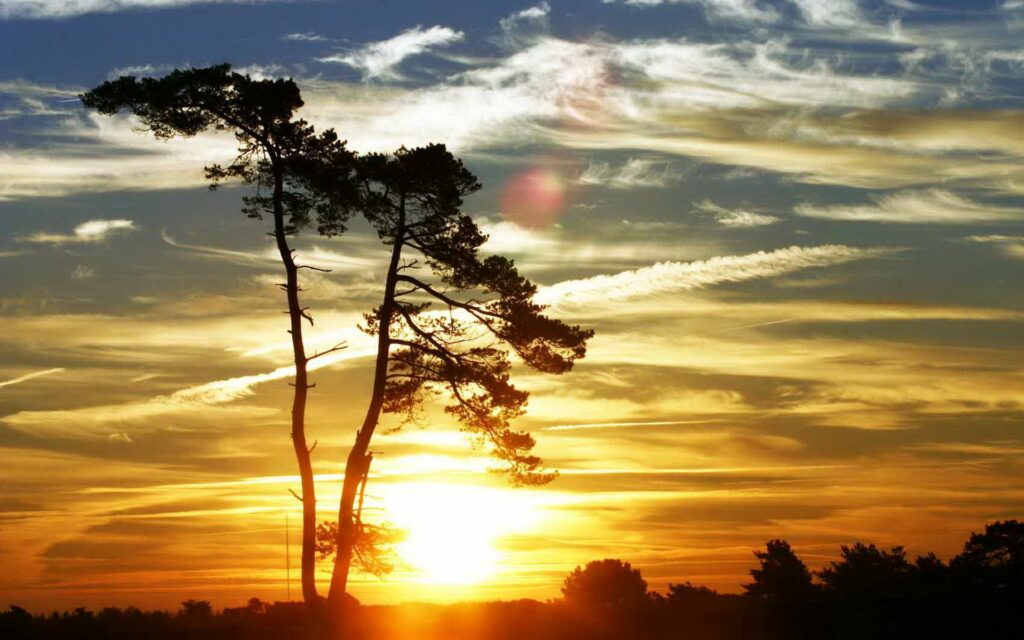 Tall slender tree at sunset with vibrant orange yellow and blue sky and wispy clouds wallpaper