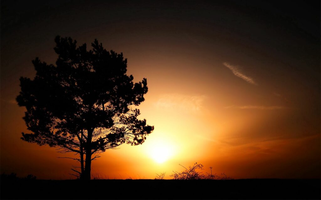 Serene sunset wallpaper with tree silhouette and glowing orange yellow horizon background view