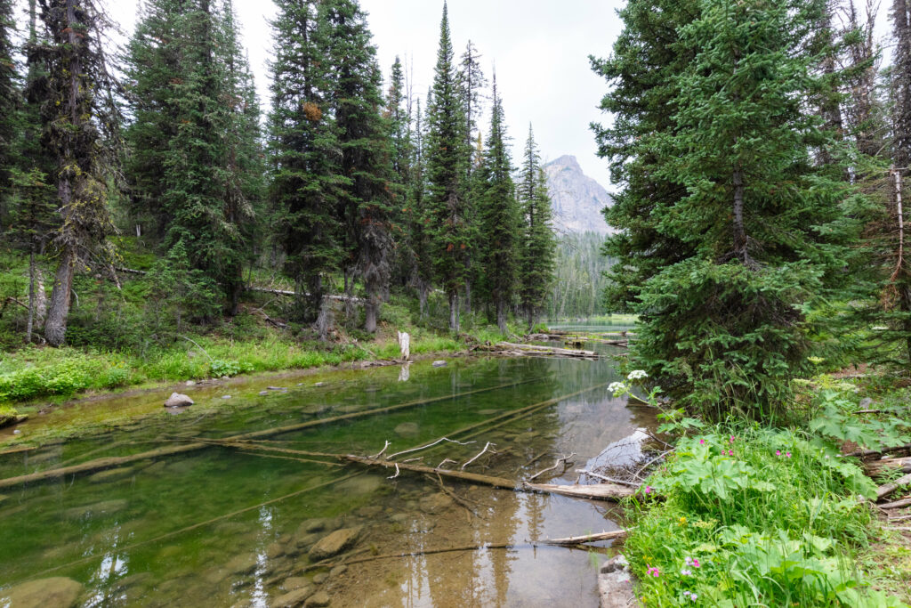 Serene forest wallpaper with tall evergreens reflected in clear river and lush mountain greenery