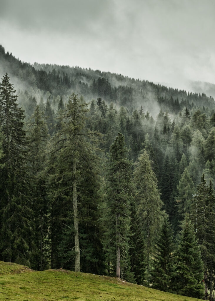Serene forest wallpaper with tall evergreen trees mist and grassy slope under overcast sky