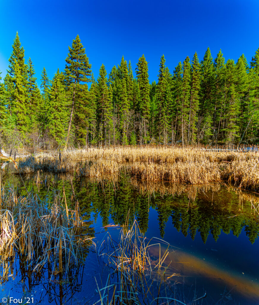 Serene forest wallpaper with tall evergreens reflected in lake golden reeds and subtle rainbow