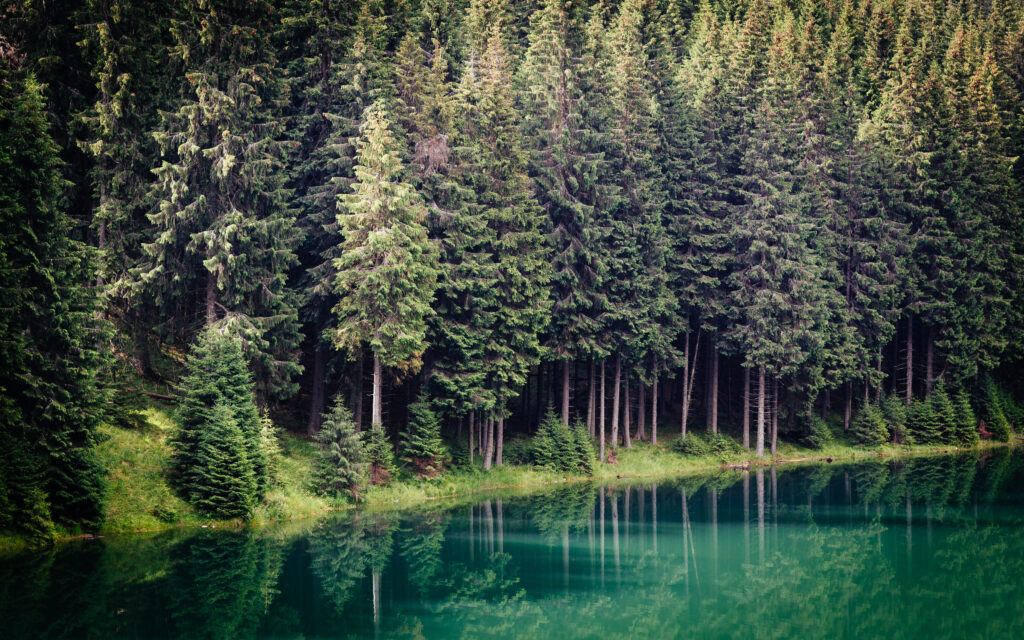 Serene forest with tall evergreens reflecting on calm emerald river peaceful nature wallpaper