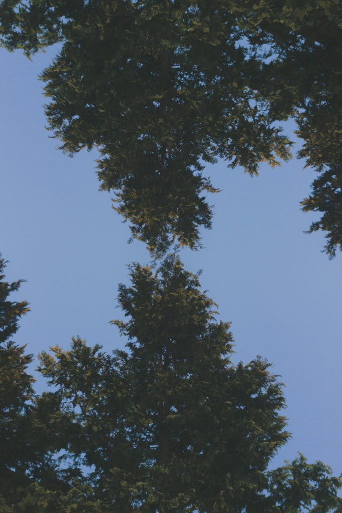 Lush evergreen tree tops under soft blue sky vertical mobile wallpaper calming nature background